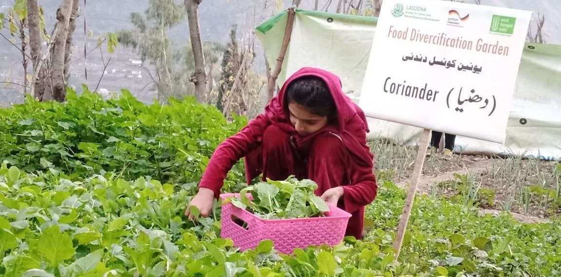 Food diversification gardens under BRIN project in district Besham by LASOONA organization2